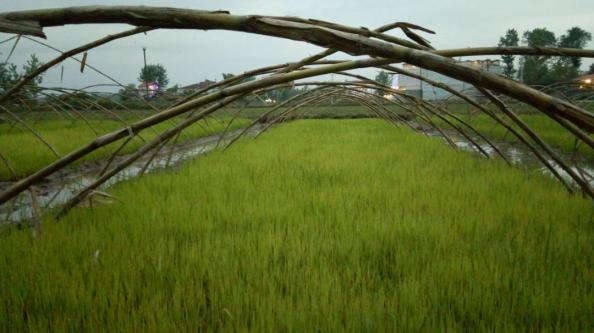 از نشای برنج چه می دانید؟