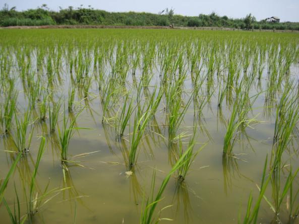 نشای برنج ارزان در گیلان