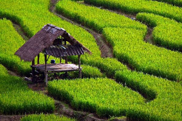 تجربه معاملات با اطمینان: فروش برنج عطری شمال در بازارهای محلی و بین‌المللی