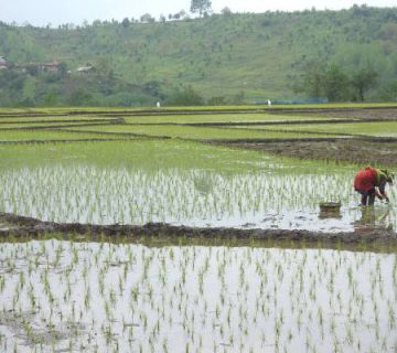 برنج کشت دو سوپر مجلسی بینام راهنمای خرید با بهترین قیمت و کیفیت