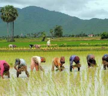 عرضه برنج کشت دوم سوپر مجلسی درجه یک