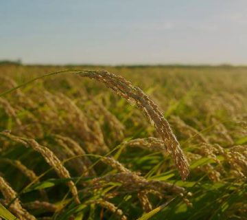 قیمت عمده برنج طارم هاشمی معطر درجه یک گیلان