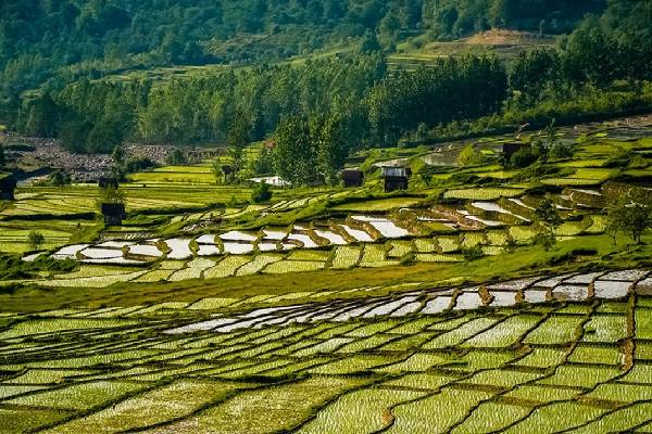 از کشاورز تا سفره: راهنمایی برای خرید مستقیم از تولیدکننده برنج عطری شمال
