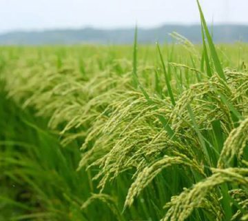 خرید برنج عطری شمال درجه یک
