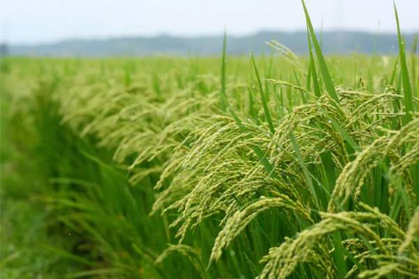 خرید برنج عطری شمال درجه یک