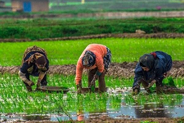 تعاملات مثبت: فرصت‌های خرید و فروش برنج عطری شمال در بازارهای جهانی