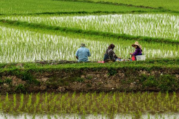 فروش عمده برنج عطری شمال