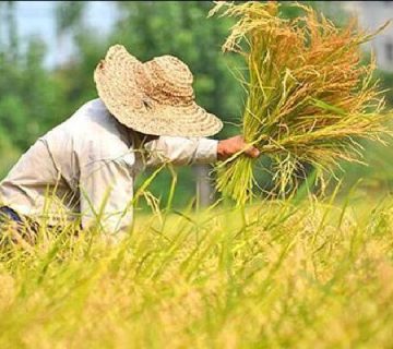 قیمت برنج طارم هاشمی معطر