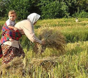 خرید برنج درجه ۱ بدون واسطه، چگونه به توسعه اقتصاد منطقه و حقوق کشاورزان کمک می‌کند؟