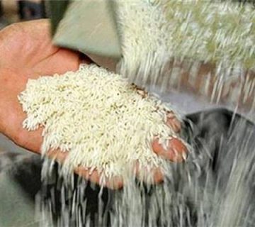 فروش برنج عطری شمال به صورت عمده برای بازارهای محلی و بین‌المللی