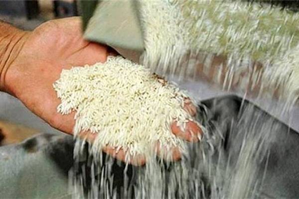 فروش برنج عطری شمال به صورت عمده برای بازارهای محلی و بینالمللی