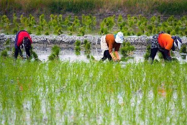 تحلیل قیمت درجه‌های مختلف برنج طارم هاشمی معطر: چرا قیمت‌ها متفاوت هستند؟