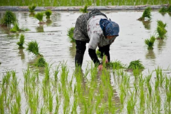 رازهای پشت قیمت برنج طارم هاشمی معطر درجه اعلاء: عوامل تأثیرگذار و تغییرات بازار