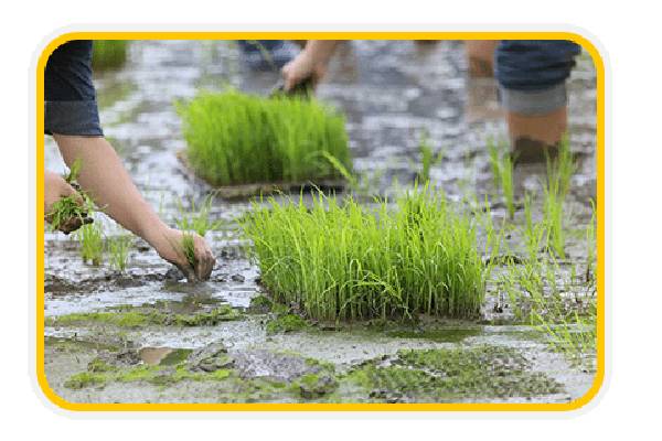 چگونه مناسب‌ترین بسته‌بندی برنج را با توجه به قیمت انتخاب کنیم؟