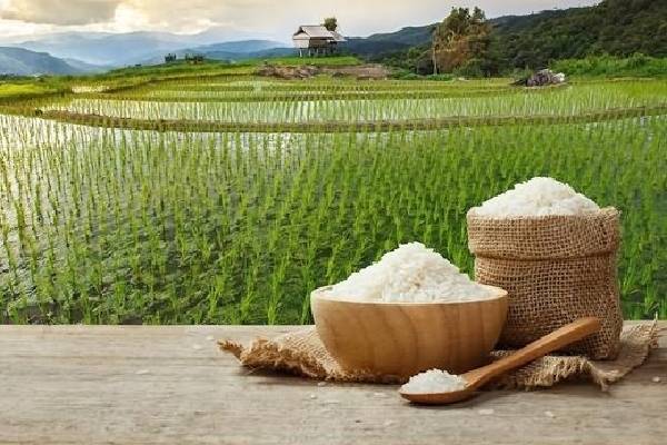 برنج دانه سفید گل‌آذین