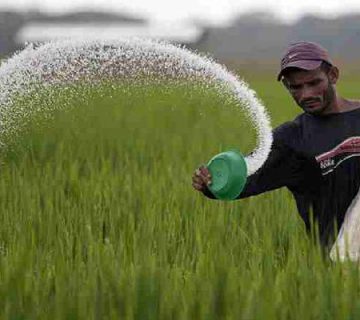 عرضه برنج دانه سفید به قیمت عمده: انتخاب هوشمندانه تاجران و فروشندگان