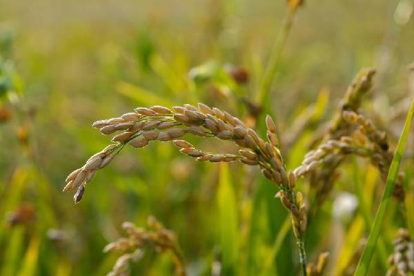  فروشگاه برنج دانه سفید: تضمین کیفیت