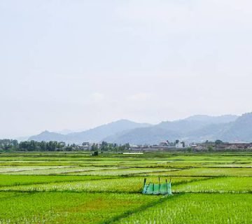 قیمت و خرید برنج ایرانی و خارجی با کیفیت