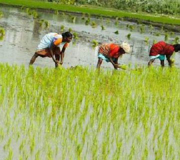 مزایای انتخاب برنج کشت دو سوپر مجلسی بینام