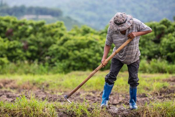 چگونگی کشت برنج بینام در کاهش وابستگی به محصولات خارجی تأثیر می‌گذارد