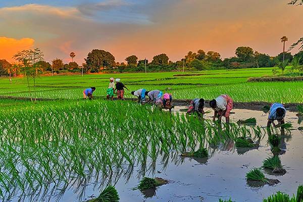مزایای برنج کشت دو سوپر مجلسی بینام در افزایش عملکرد و کیفیت محصول