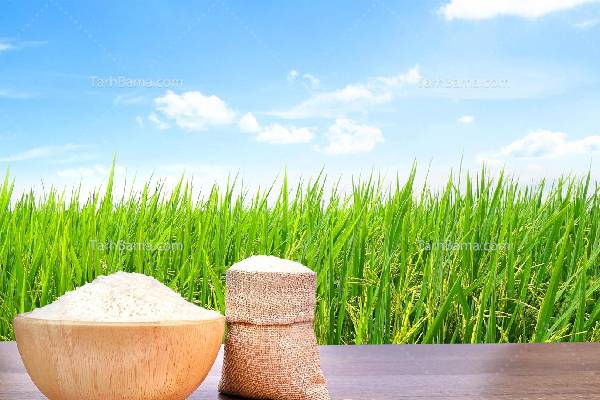 برنج عطری ایرانی، انتخاب سالم و محیط‌زیستی در سفر طعم و عطر